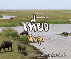 ที่เที่ยวในจังหวัดพัทลุง